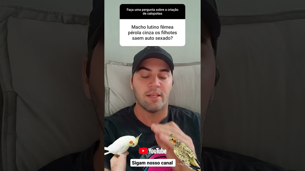 calopsita macho lutino vs fêmea pérola