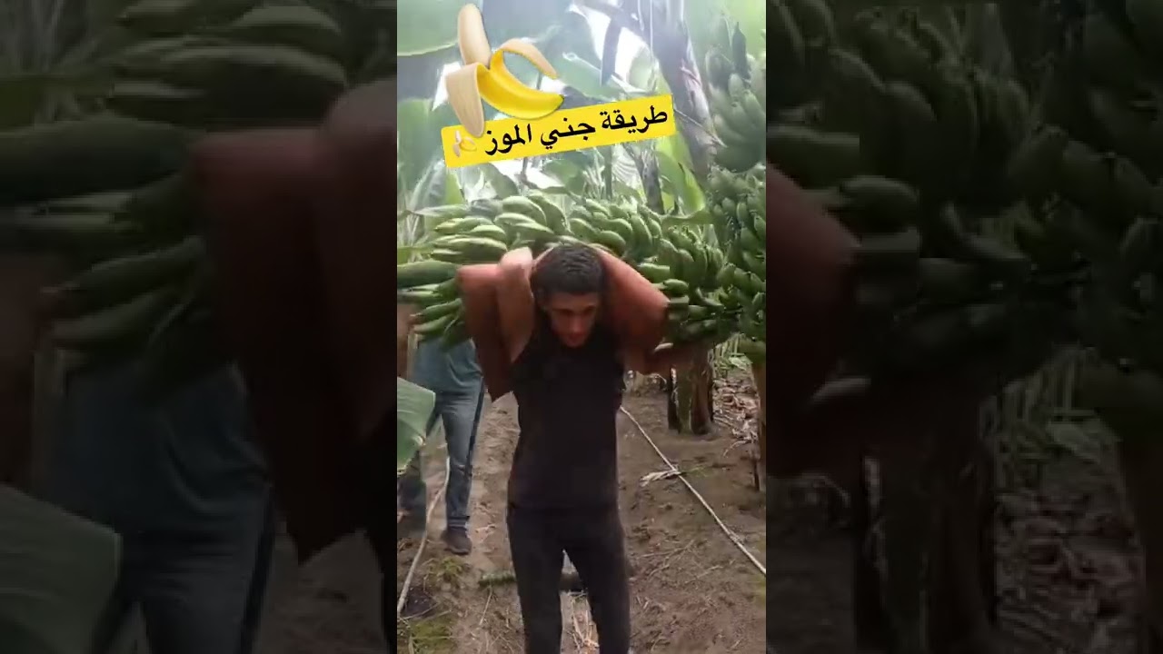 طريقة جني الموز 🍌#banan #موزه