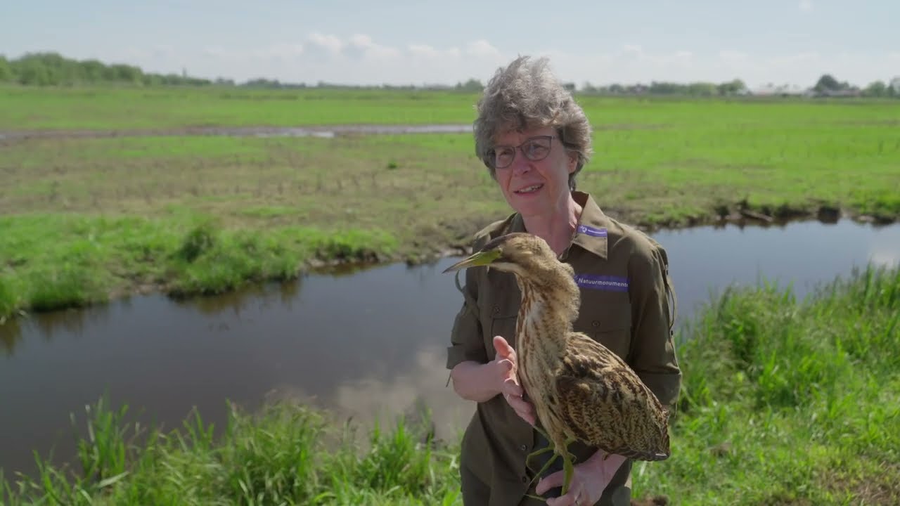 Nieuwe natuur in de Meijegraslanden I Veenweiden Gouwe Wiericke