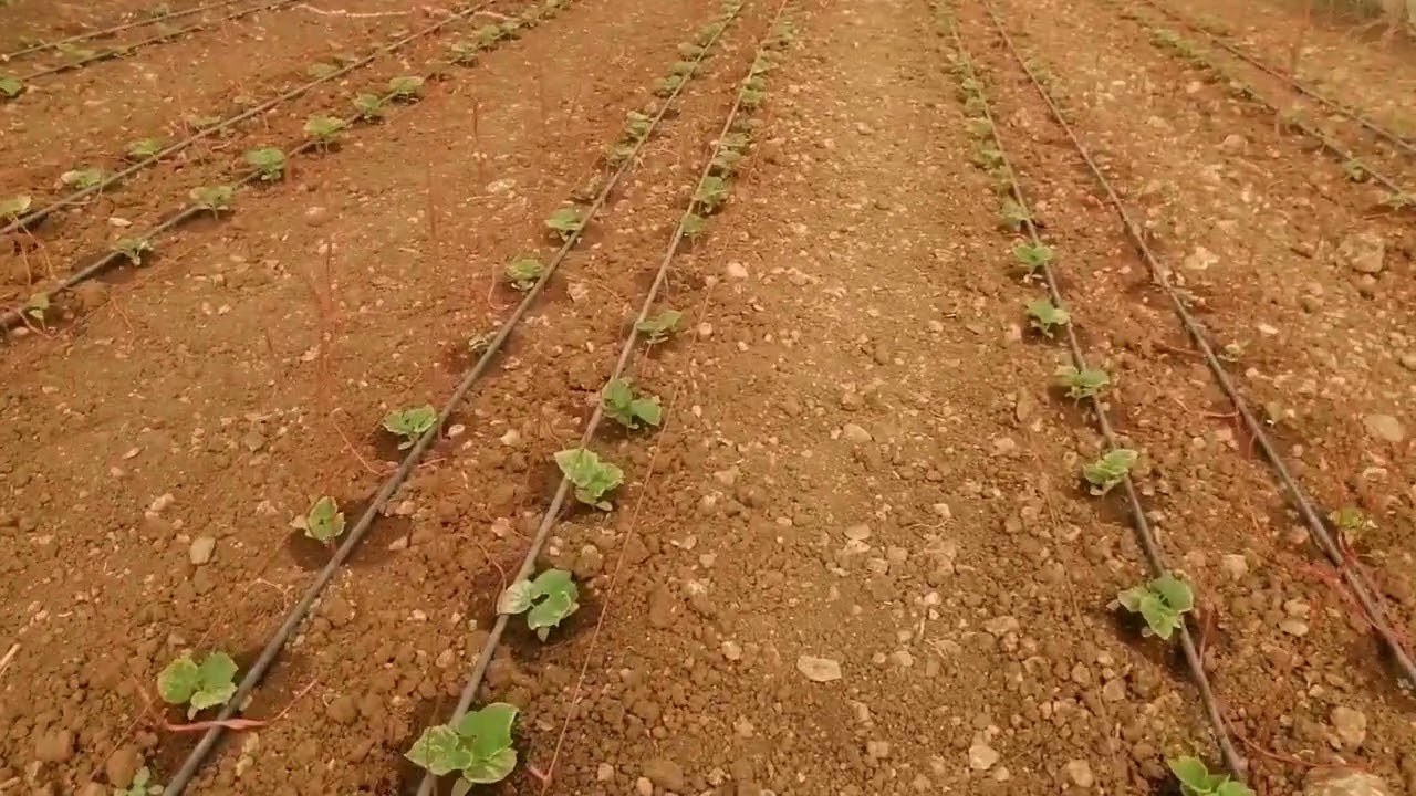 چۆن شەتڵەکانمان لەنەخۆشی کەڕویی بپارێزین و گەشەیان باش بێت؟