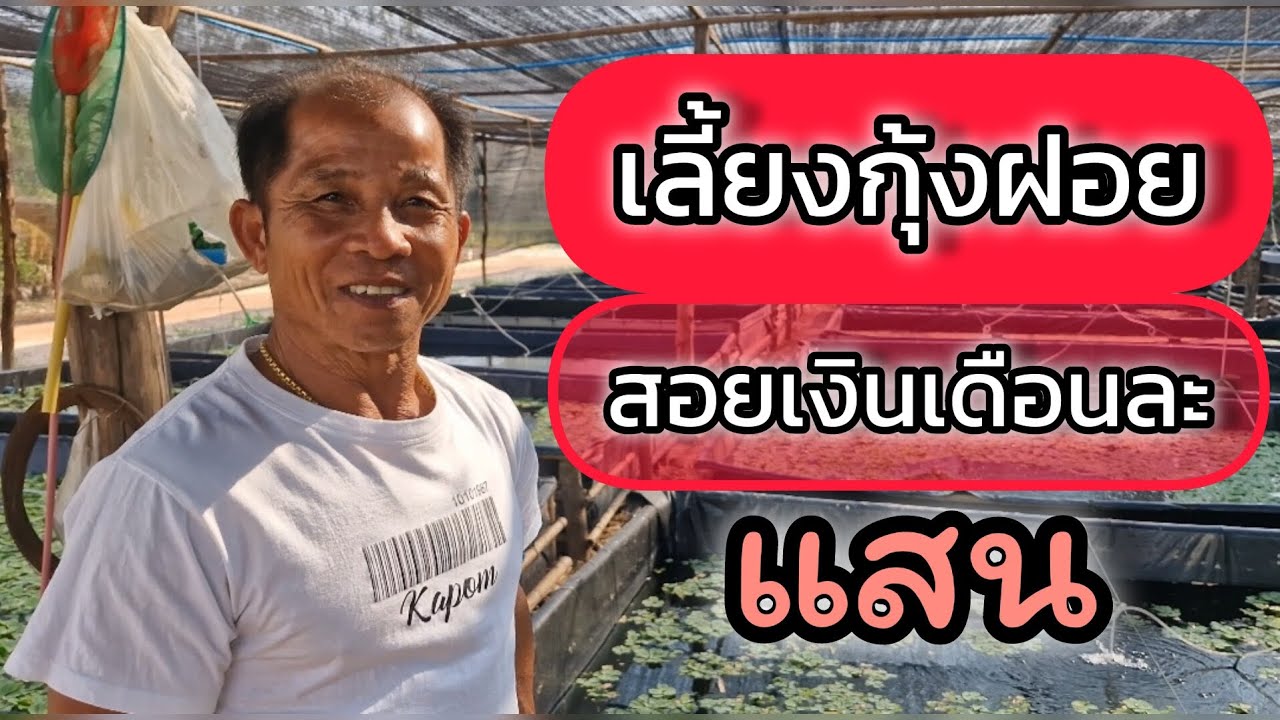 #เลี้ยงกุ้งฝอยยังไงให้ได้เงินแสนต่อเดือน