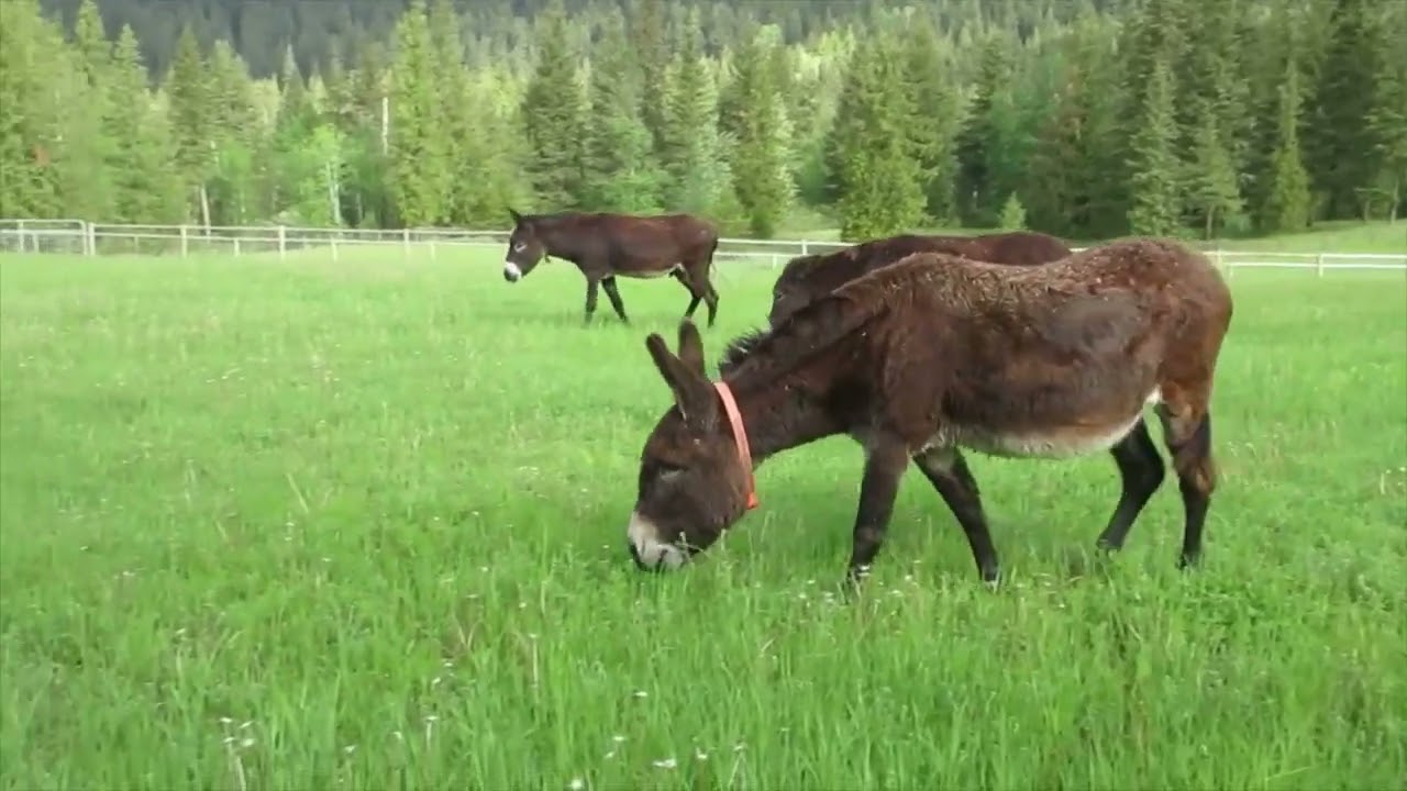 Breakfast with the Standard Herd   June 2022