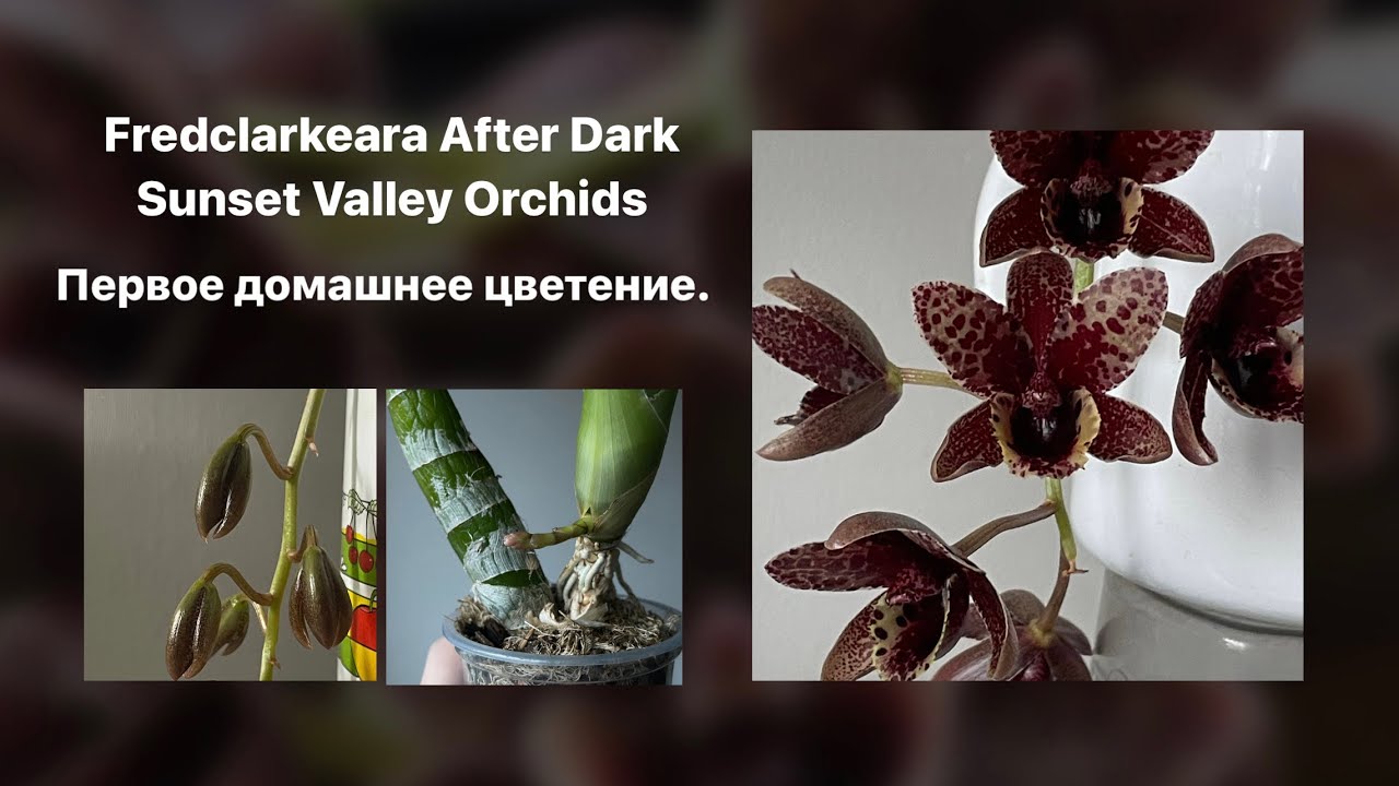 Fredclarkeara After Dark Sunset Valley Orchids. Первое домашнее цветение.