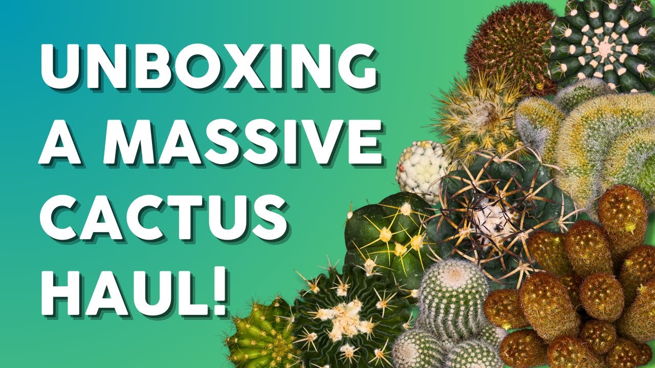 A Collector's Dream: Unboxing Over 40+ Unique Cacti! 🌵