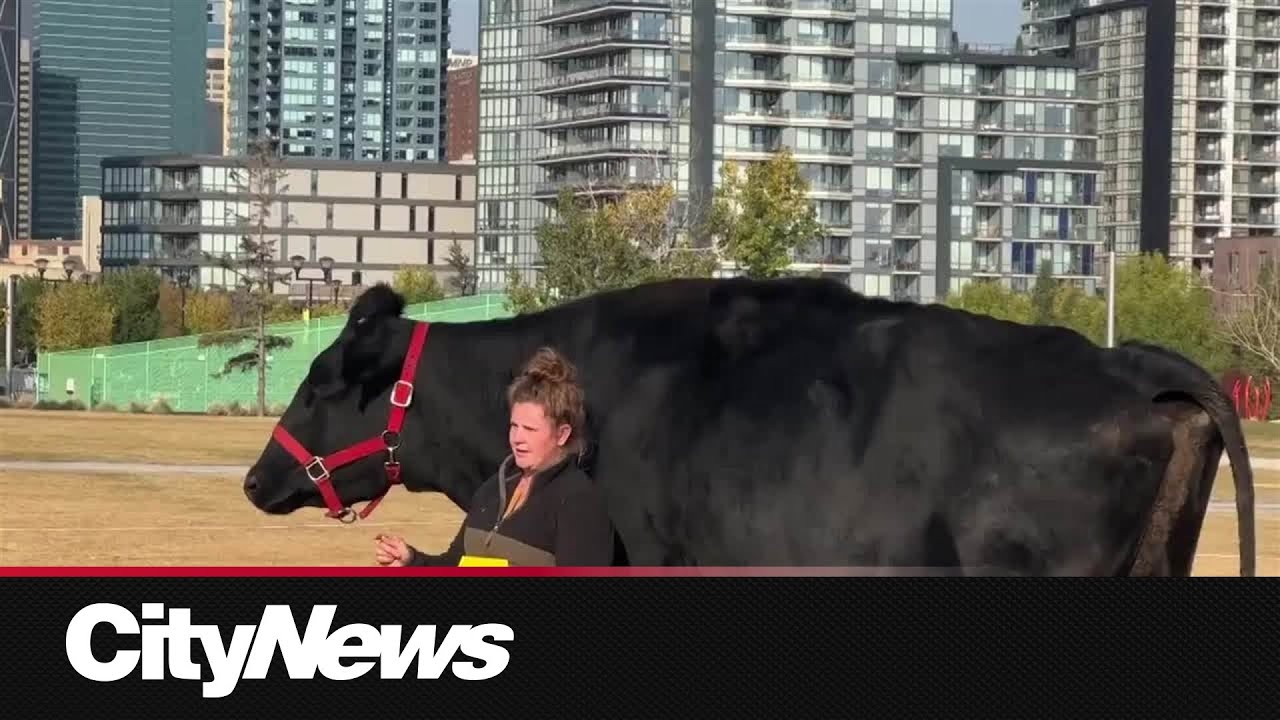 Alberta steer named ‘Beef’ nabs title of world’s tallest