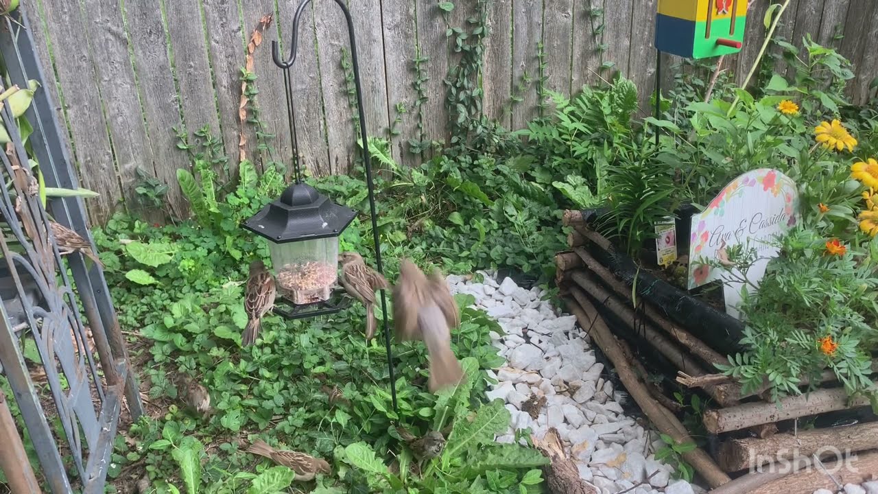 Alimentando los pajaritos y palomas / Feeding the birds and dove relaxing video