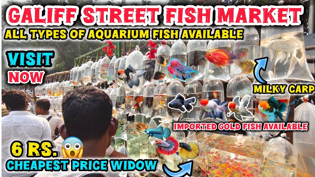 Galiff Street Pet Market ।‌📌All Fish Price Update Recent Video 📸। Exotic Gold Fish, Guppy Fish🐠।