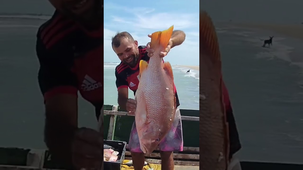 #pescariadoaltomar #pescadelinha #pescaehumor #fishing #pesca #shorts #ariaco #peixes #cioba