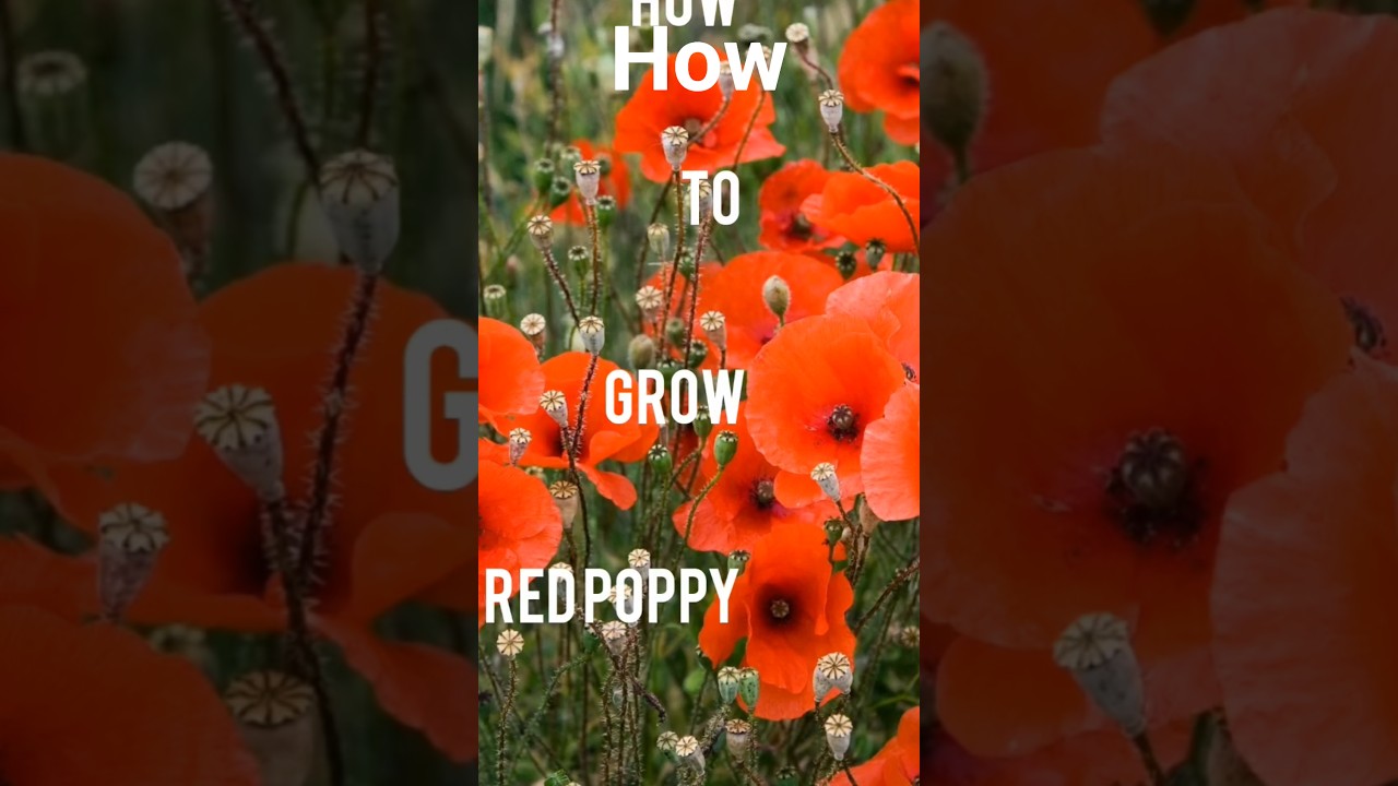 The second bloom-RED POPPY|winter flowers series (30+varities)|Episode-2| 