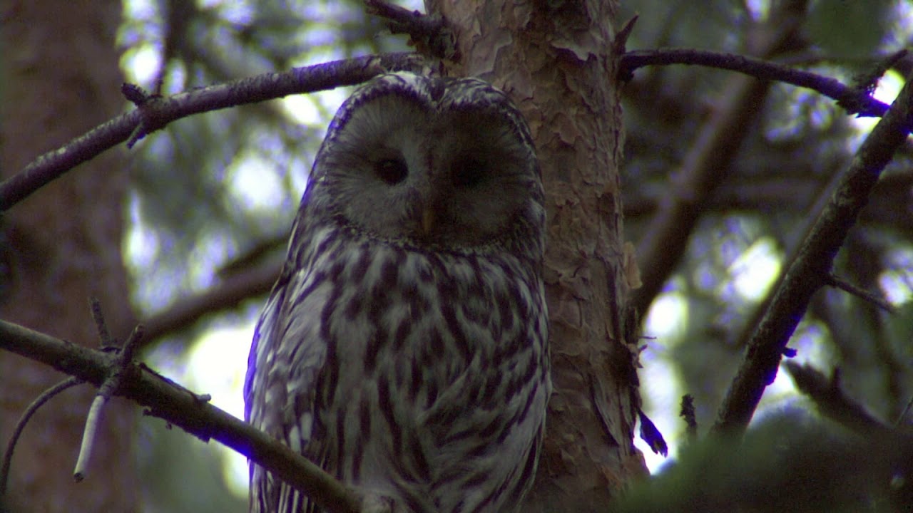 TRASTS&Aring;NGARE  SLAGUGGLA  KUSTSN&Auml;PPA  Klipp - 3259