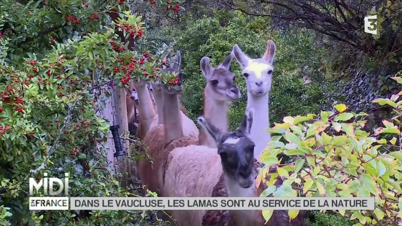 ANIMAUX : Dans le Vaucluse, les lamas sont au service de la nature