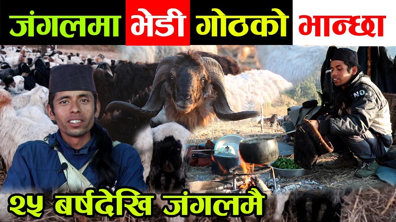 डरलाग्दो जंगल भित्र भेडी गोठको यस्तो भान्छा ! २५ बर्षदेखि जंगलमै बसेका गोठालाले के खान्छन् ?