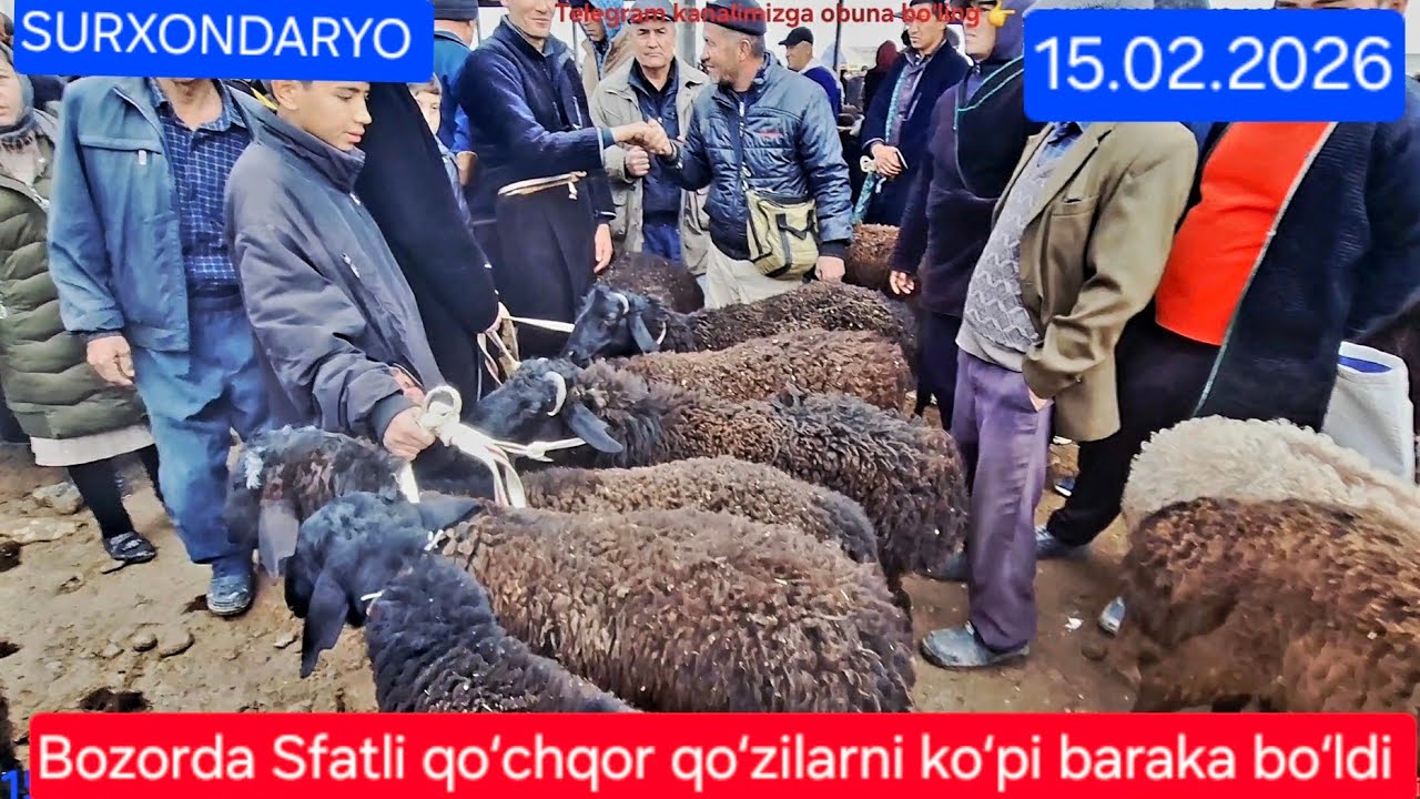 15.02.2026 Surxondaryo Qiziriq jaxon bozoridan qoʻy qoʻzilar narx navosi koʻramiz 