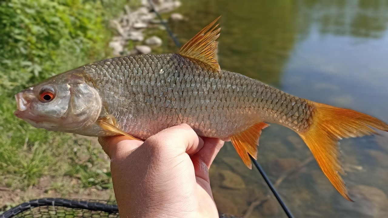 Siedem Gatunków Ryb na Method Feeder /Łowisko Psinko/z Panem Romanem/Wędkuj z Funkiem vol.137