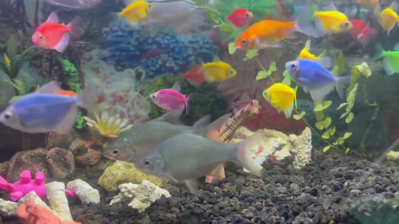 Peaceful Marimba Music & Gentle Aquarium Water • Deep Sleep, Relaxation, Spa, Meditation