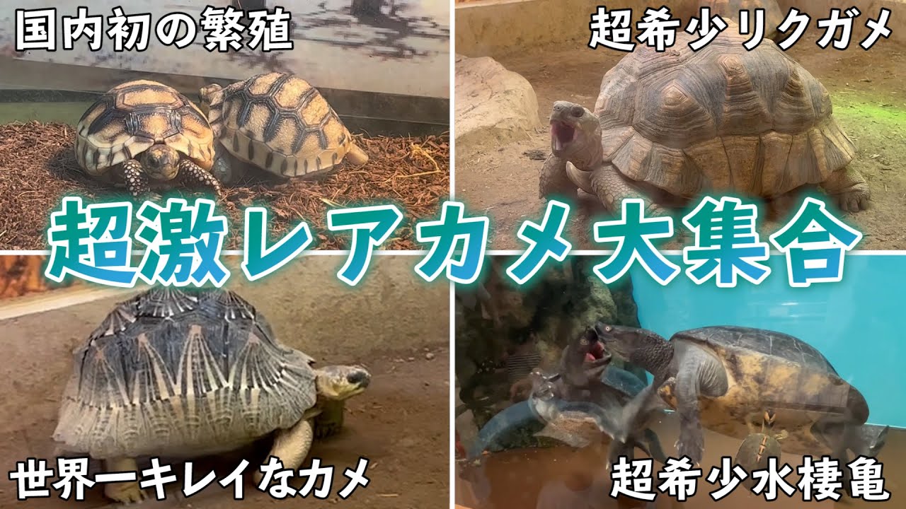 『超希少なリクガメ』を堪能する社会人男性の休日【野毛山動物園/爬虫類館】