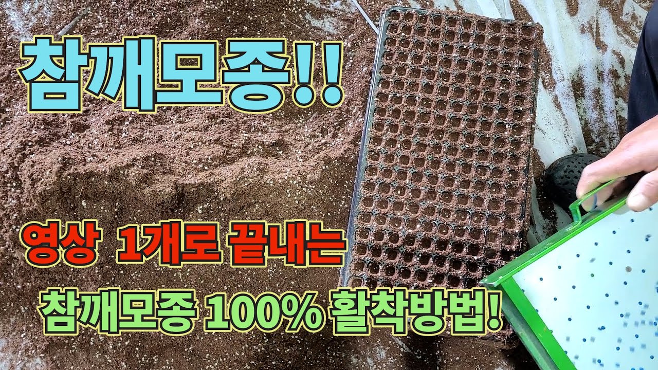 참깨모종!! 영상 1개로 100% 발아시키는 법!!! 참깨 농사 잘 짓는 법 대공개!!