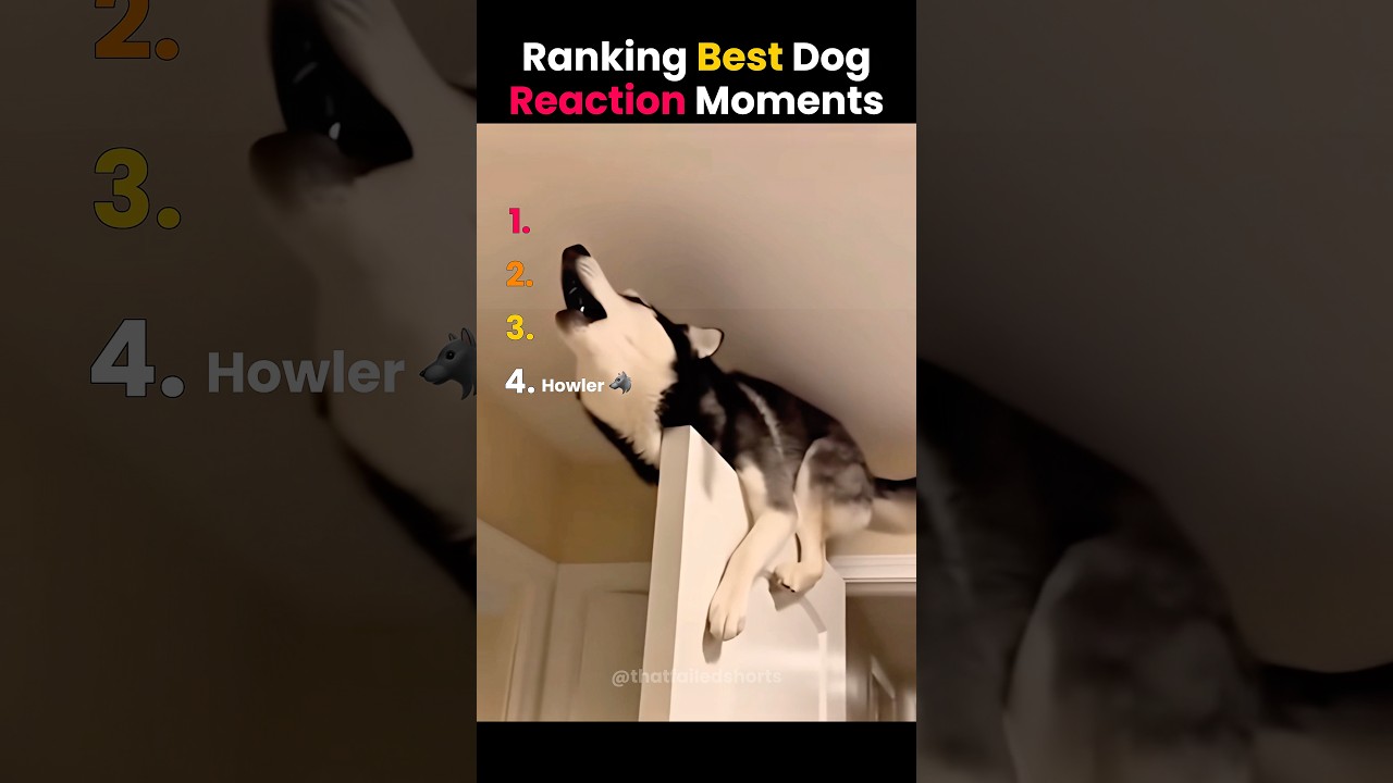 POV: Ranking the BEST DOG REACTION Moments! 