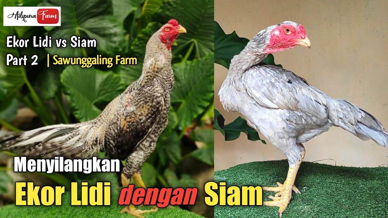 EKOR LIDI VS SIAM Part.2 - Menyilangkan Ayam Ekor Lidi Dengan Ayam Siam | Sawunggaling Klaten