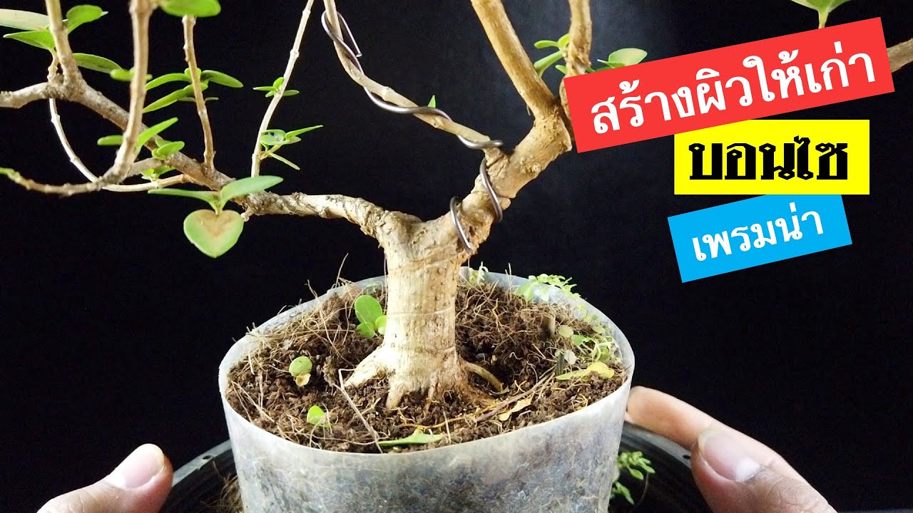 บอนไซ : การสร้างผิวเก่าแก่ บอนไซเพรมน่าไต้หวัน (Premna microphylla) | Bonsai 009