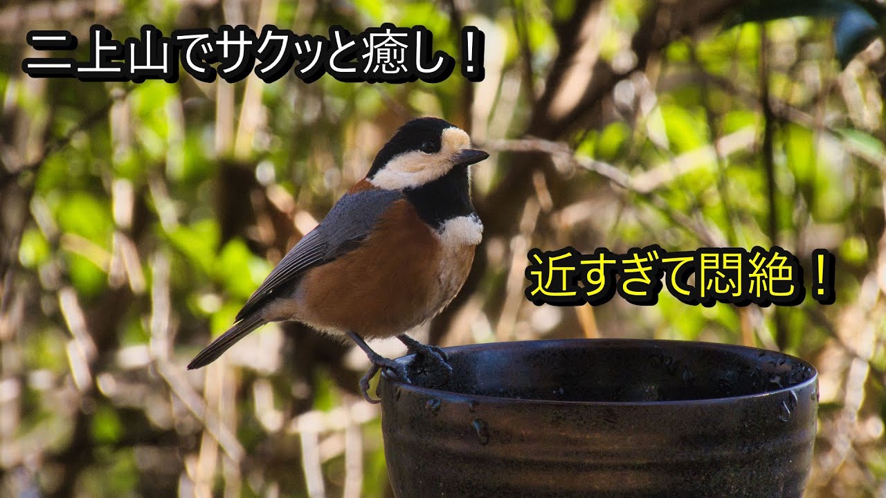 【二上山】駅からサクッと登れる山での癒やし。人懐っこいヤマガラと至近距離で触れ合う休日