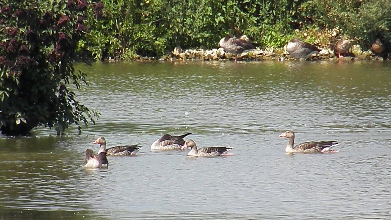 Gęsi gęgawy (Anser anser, greylag goose) w rezerwacie Łężczok (śląskie).