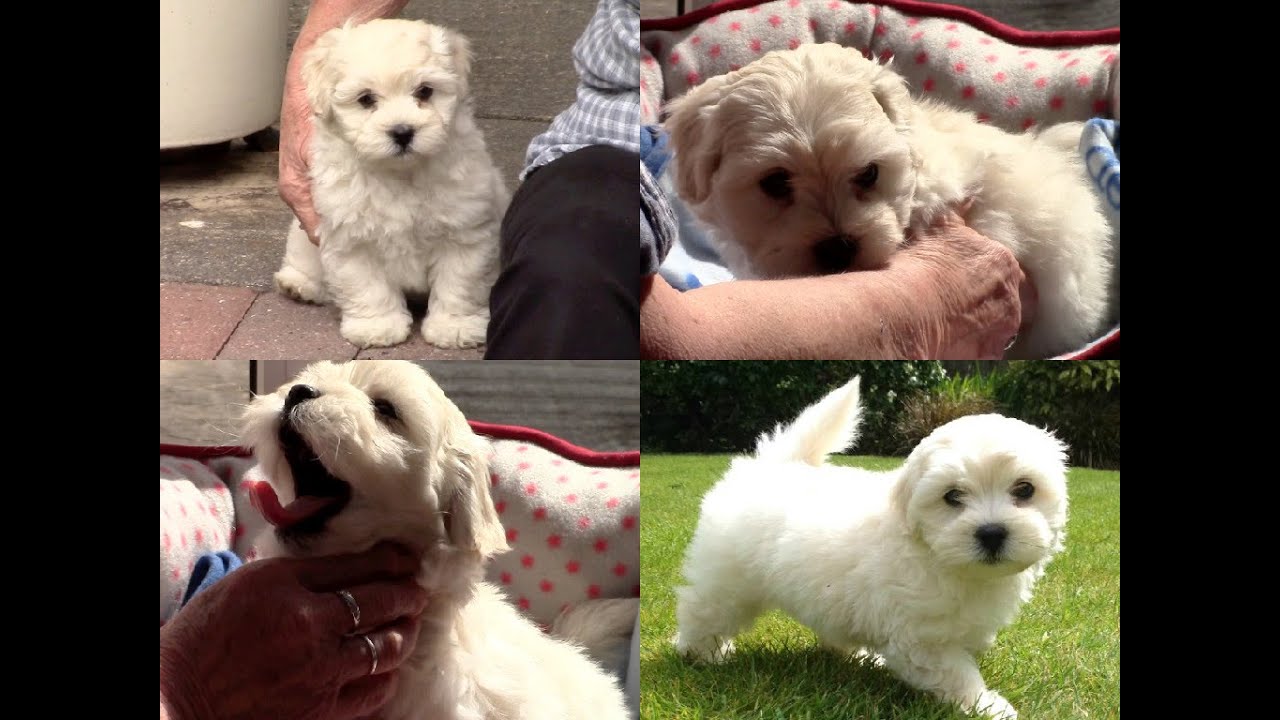 CUTE MALTIPOO PUPPY 8 WEEKS OLD (MY FIRST DAYS HOME)