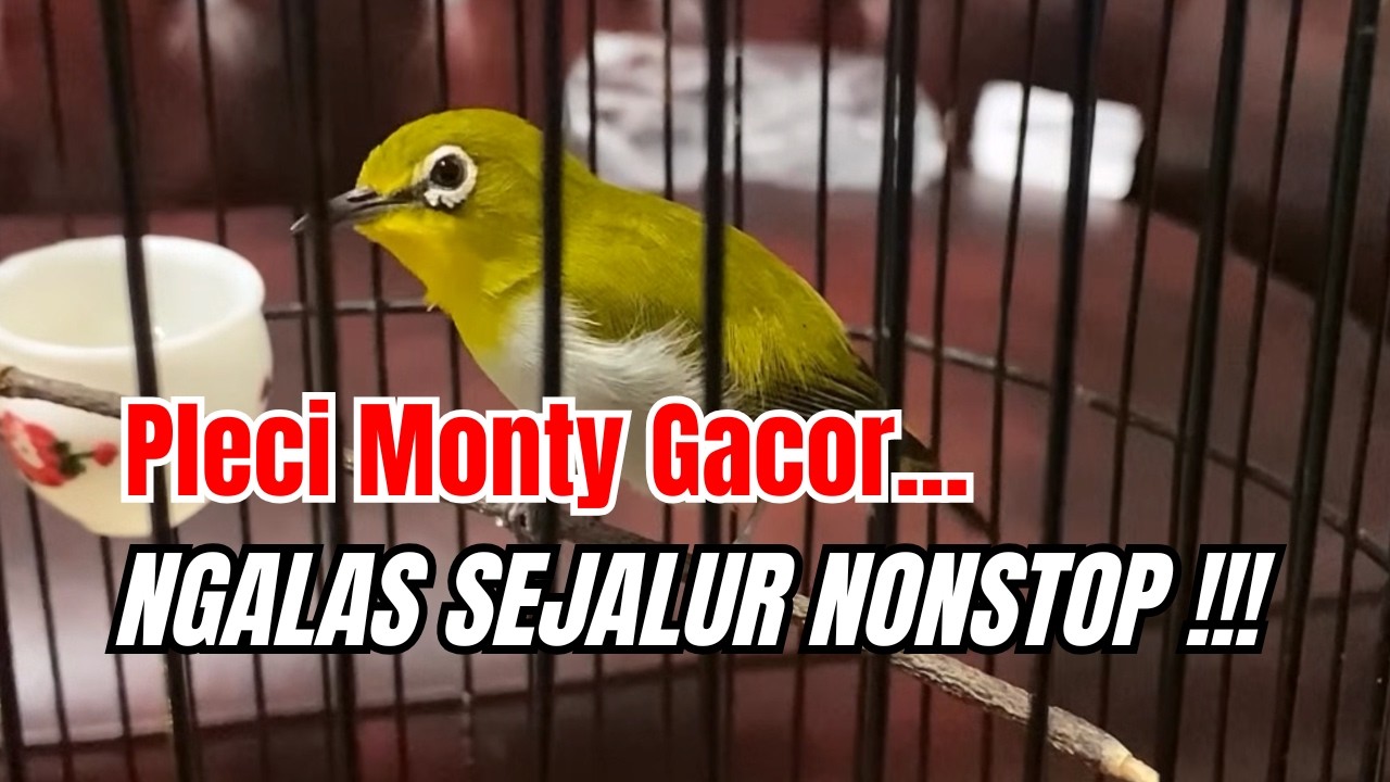 🔵 PLECI MONTY GACOR NGALAS SEJALUR NONSTOP‼️ PLECI ZIPPER GACOR, LAWAN LANGSUNG DROP‼️ #pleciwiksar