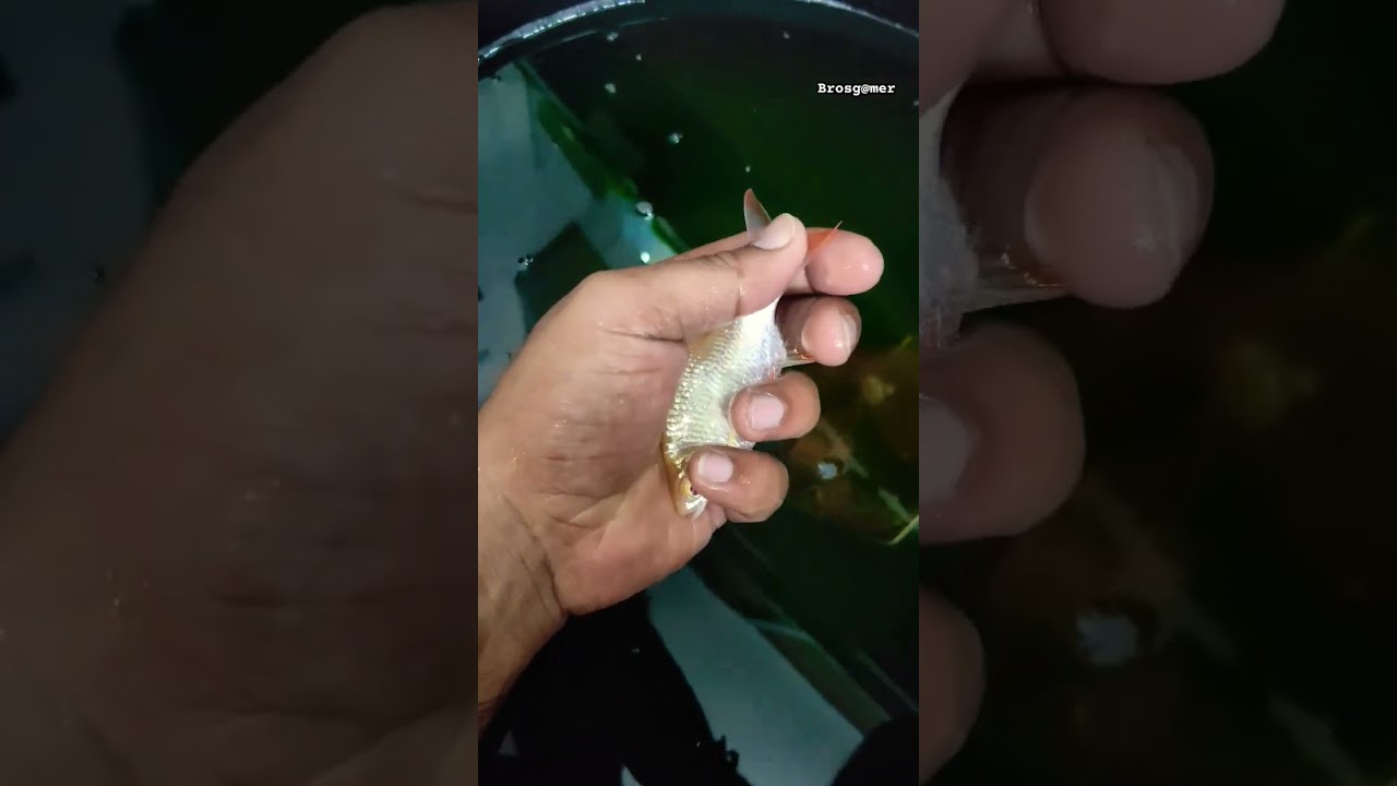 tinfoil barb fish 1month progress. #tinfoilbarb#tinfoil #aquriam#monsterfish #like#comment#subscribe
