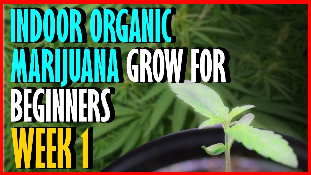 Week 1 Indoor Cannabis Grow
