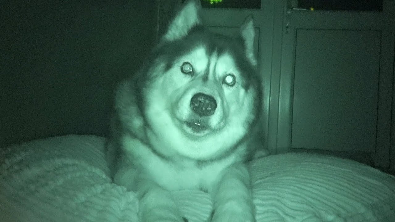 Talking Husky Tries To Freak Me Out!