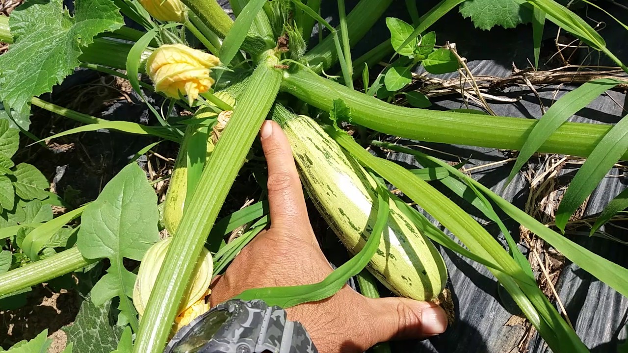 Plantio de abobrinha italiana