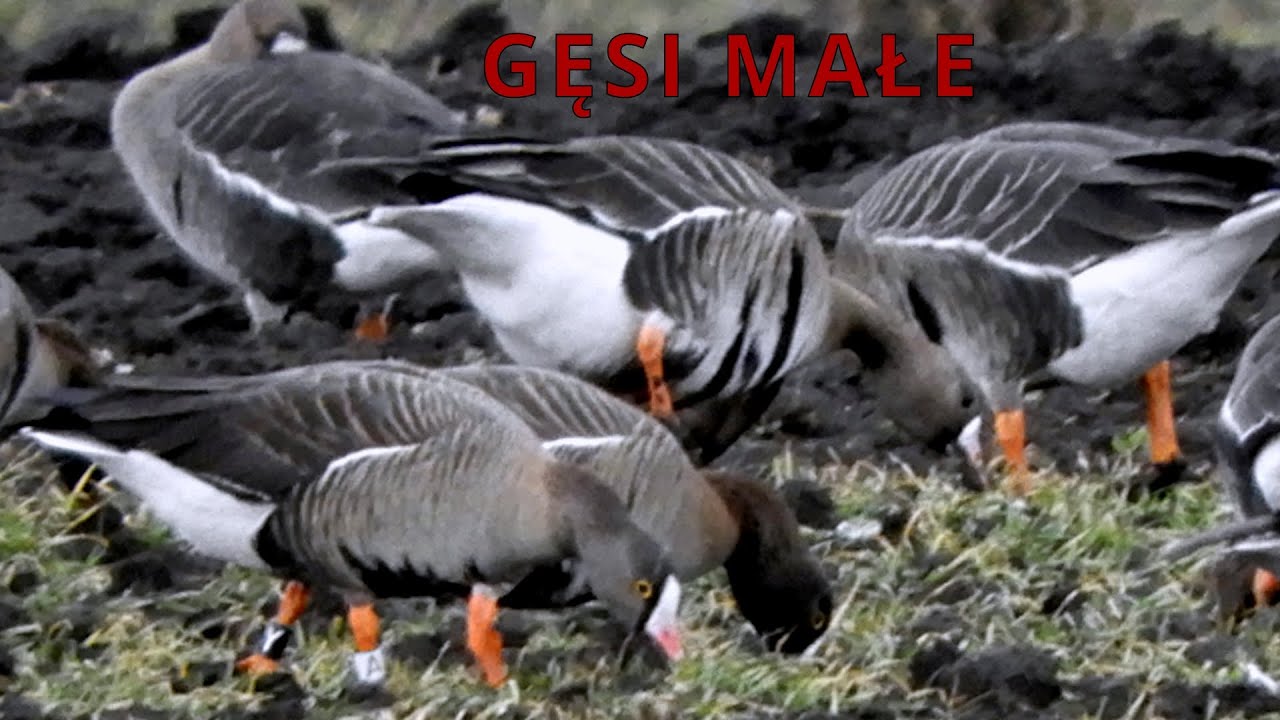 Gęsi małe - Anser erythropus