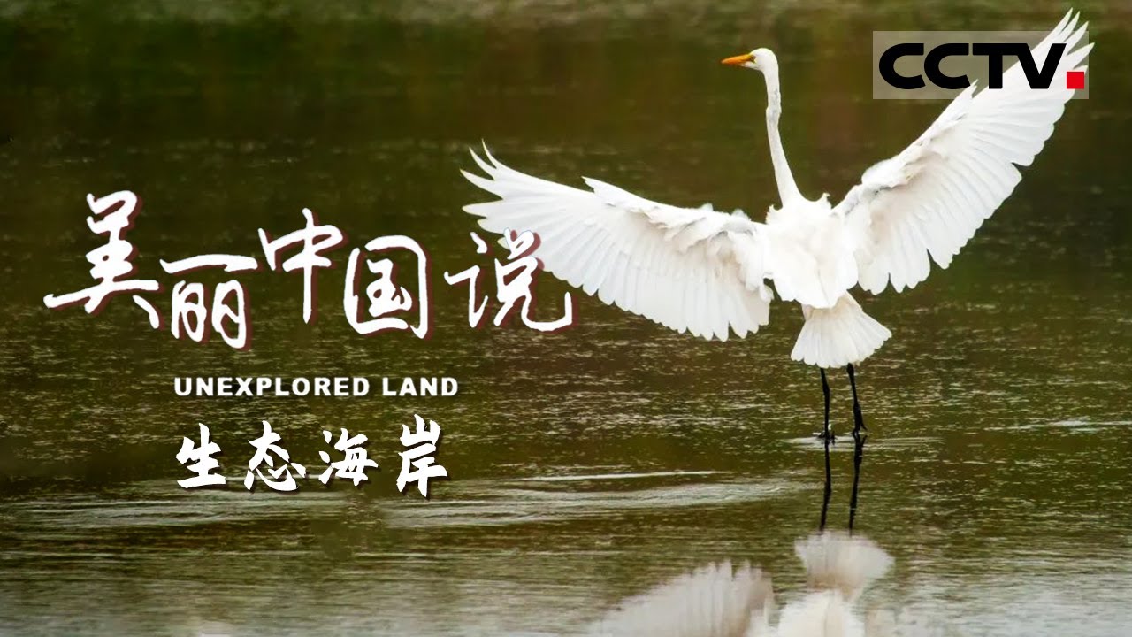 【ENG】《美丽中国说》UNEXPLORED LAND EP8 神奇的红树林潮间带 为什么被称为海洋生物的秘密花园？【CCTV纪录】