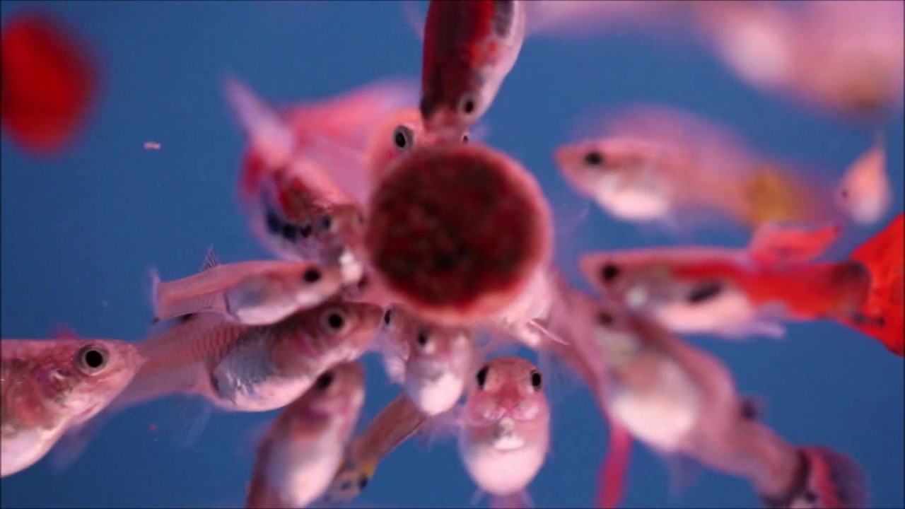 Guppy (Poecilia reticulata)