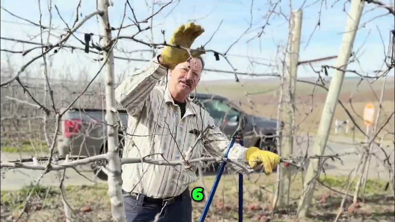 Apple Orchard Secrets: Maximize Bins Per Acre! #shorts