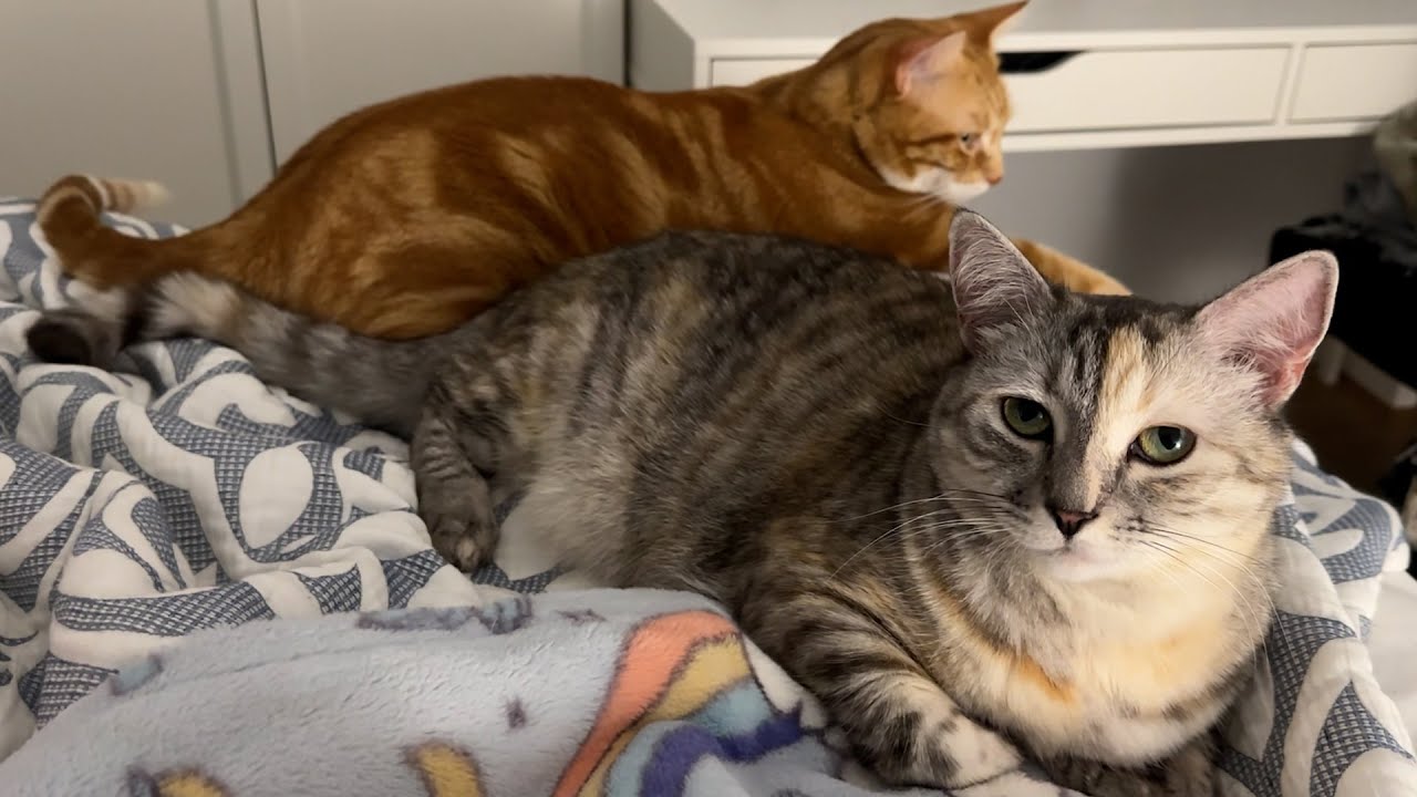 My cats' bedtime routine
