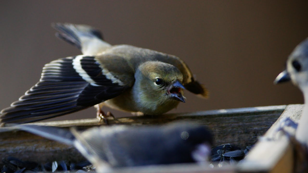 Feeder Friends or Foes? Uncover Hidden Drama in Your Backyard
