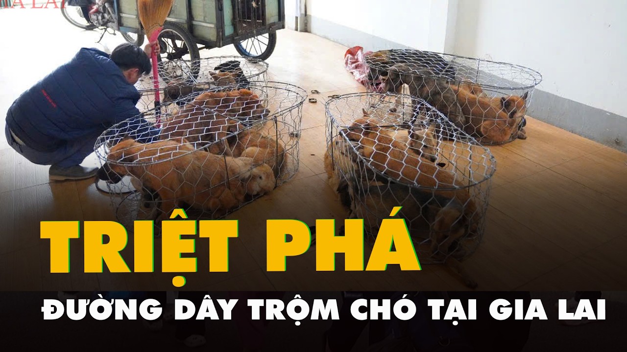 Phá đường dây trộm chó mỗi ngày bắt hơn 20 con tại Gia Lai