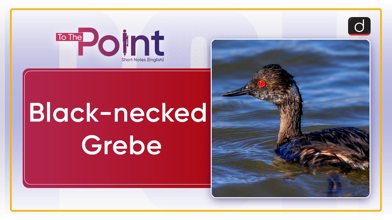 Black necked Grebe  Hokera Wetland | To The Point Drishti IAS English