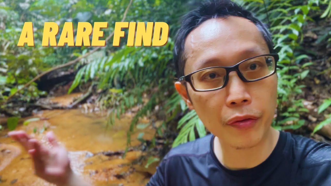 Singapore's Aquatic Gems: Native Fish Species for Biotope Aquariums inspired.
