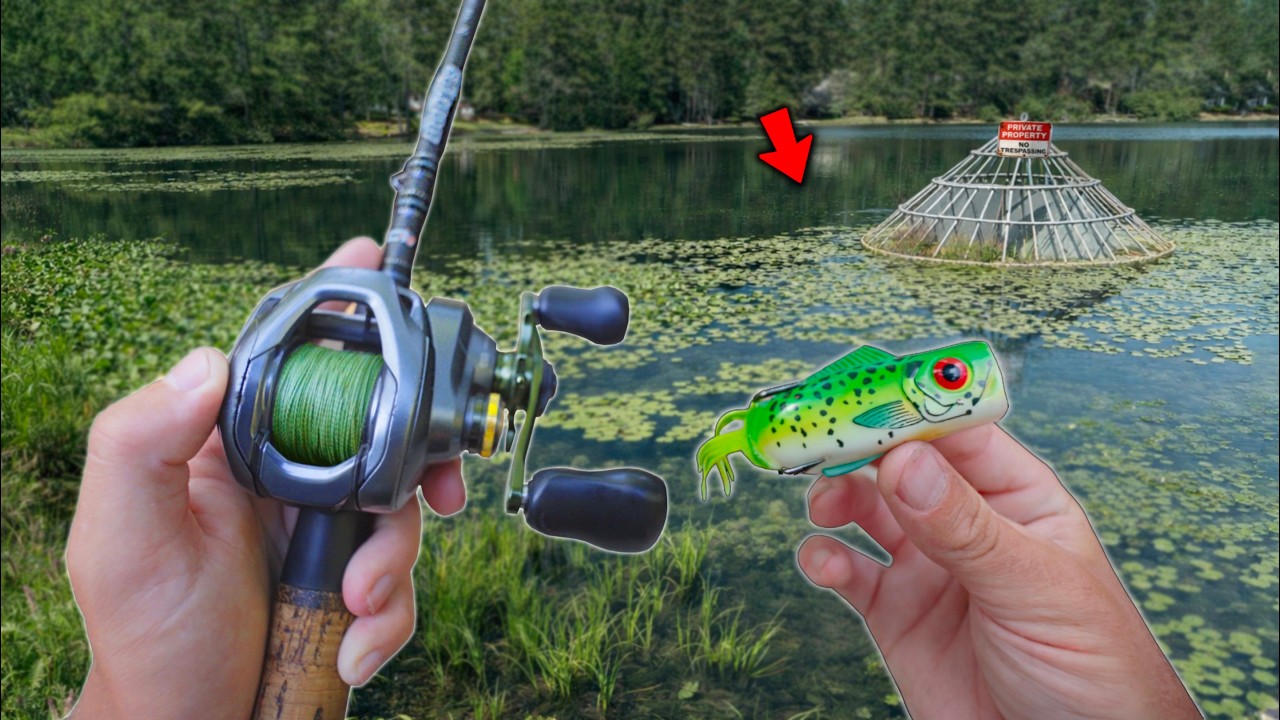 FROG ONLY Day Of Fishing For POND MONSTERS! (Bank Fishing)