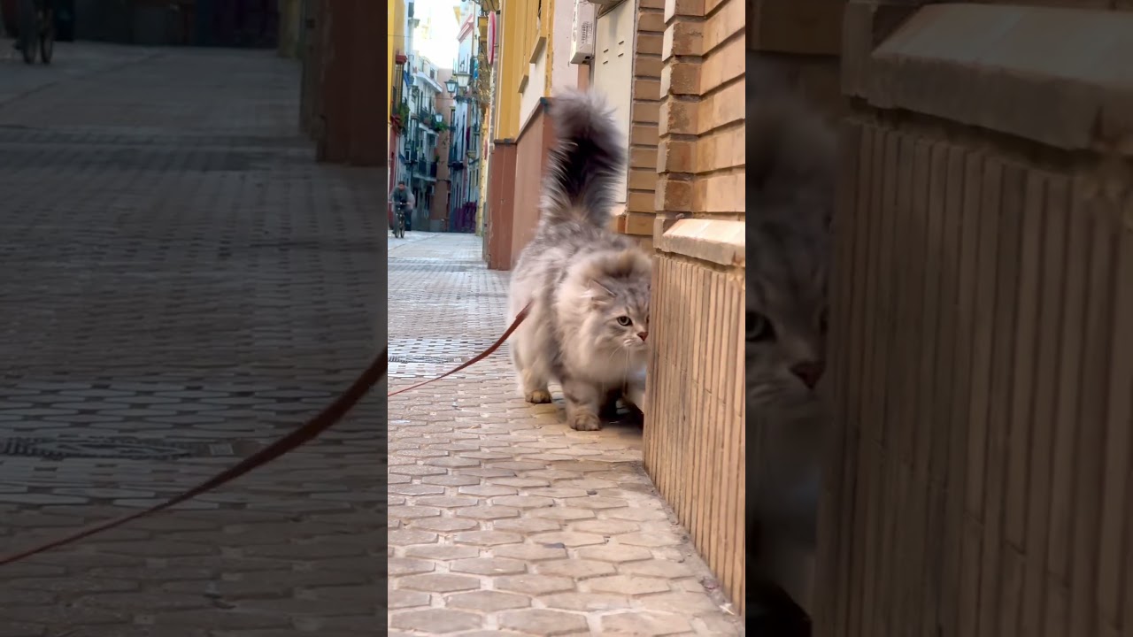 Siberian Cat Exploring the Streets of Spain
