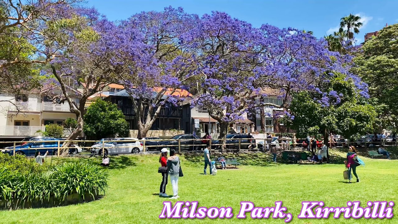 Walking tour to Milson Park, Kirribilli | Jacaranda in Sydney, Australia | Nov 2022