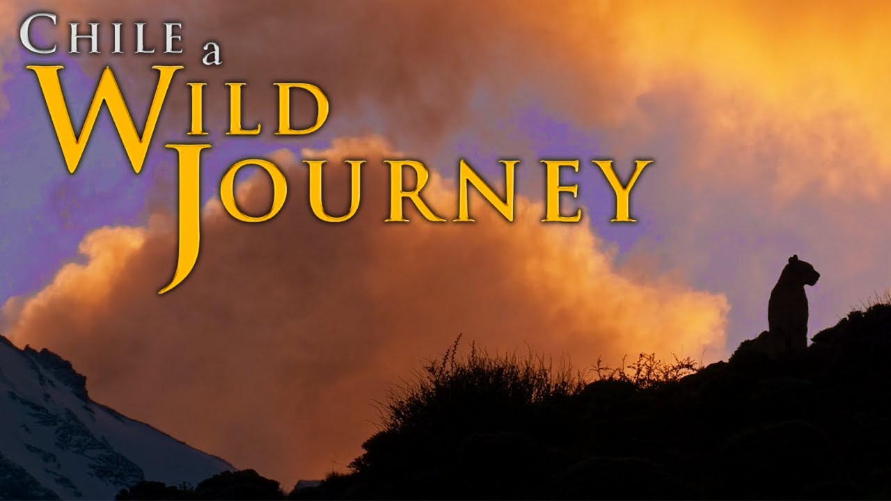 Chile: A Wild Journey | Episode 8 | A Wild Journey