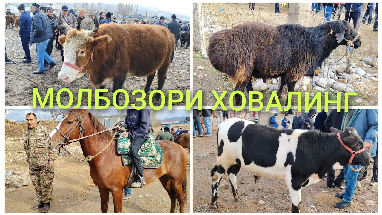МОЛБОЗОРИ ХОВАЛИНГ НАРХУ НАВО 14.12.2025