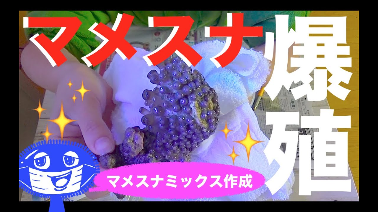 海水魚水槽✨増え過ぎたマメスナ株分け❗️ピンク×オレンジミックス作る❗️my marine aquarium MOAMOAちゃんねる
