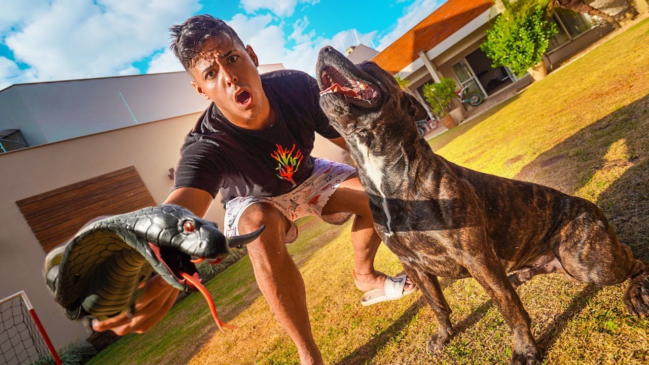 COMPREI UMA COBRA NAJA DE CONTROLE REMOTO PARA MEU CACHORRO