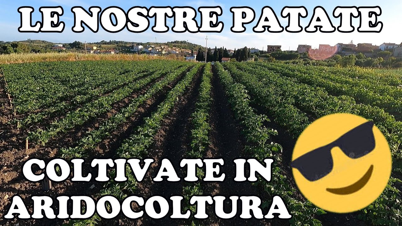 Aridocoltura: le nostre Patate
