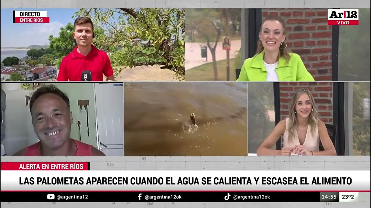 Argentina 12 I Ataque de palometas en Entre Ríos